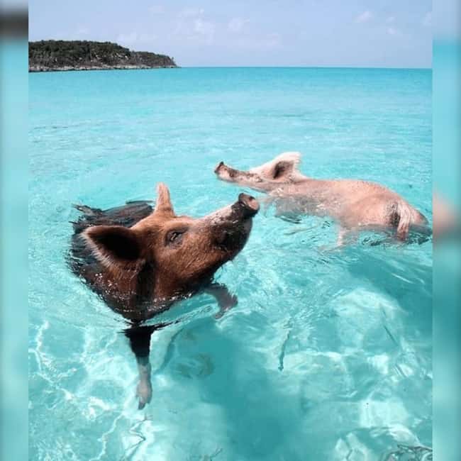 From Nassau: Swim with Pigs Safari - Finding the boat at Woodes Rogers Walk