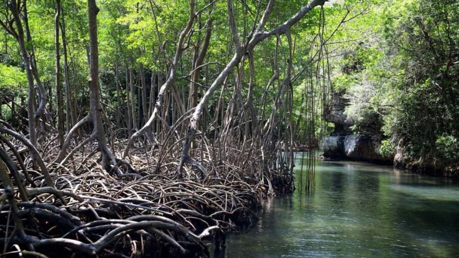 From Punta Cana: Los Haitises Guided Day Tour - What to bring and how to prepare