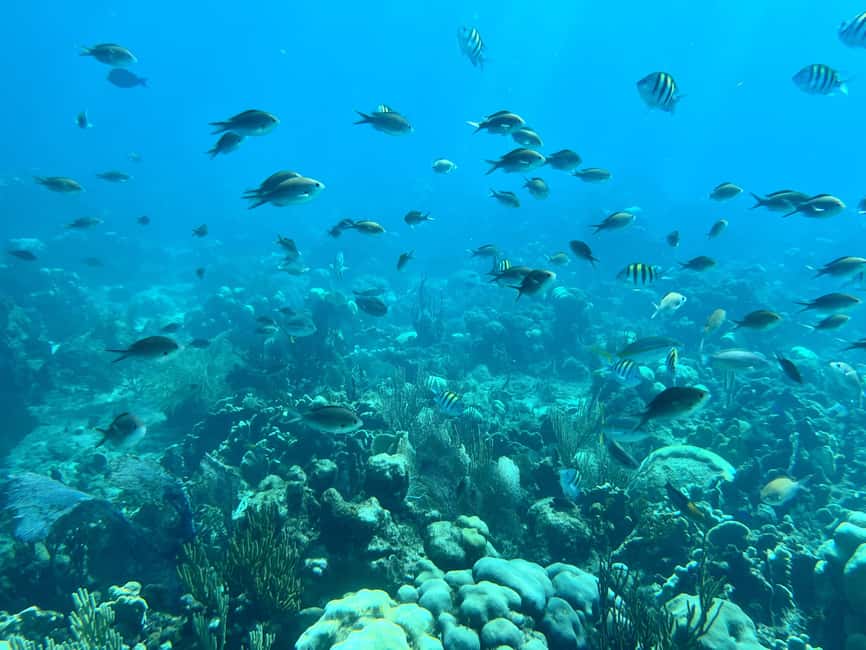 From Punta Cana: Small Group Catalina Island Snorkeling Tour - Catalina Island begins with a day on the water