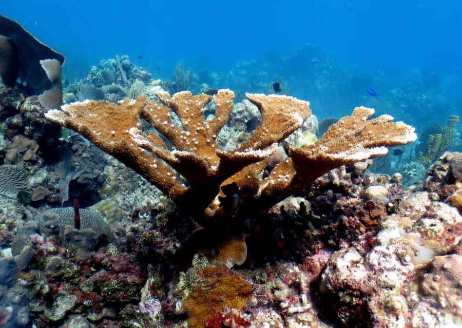 From Punta Cana: Small Group Catalina Island Snorkeling Tour - The Wall offers the more dramatic snorkel