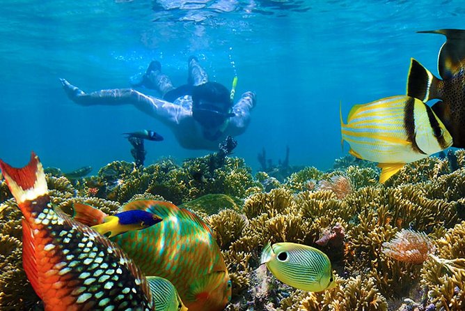 Full-Day Adventure: 4x4 Experience, Snorkeling Cruise, Sharks & Rays - Cabeza de Toro’s shallow pool and floating bar