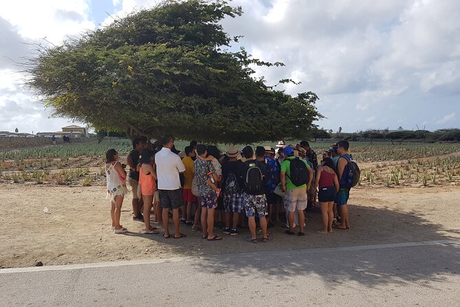 Full-Day Aruba Sightseeing island Tour with Baby Beach Swim - Natural Bridge and the rugged northeast shore