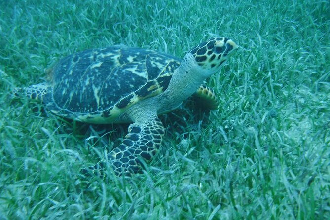 Full Day Charter from Fajardo to Culebra - Snorkeling near Playa Tortuga and Tamarindo
