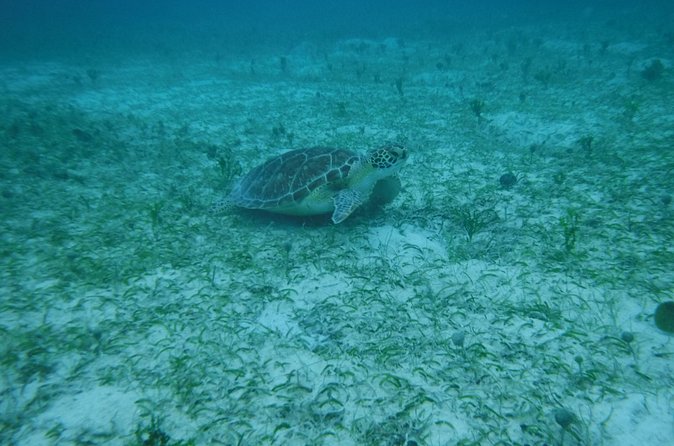 Full Day Charter from Fajardo to Culebra - Honeymoon Beach and four hours of unhurried shore time