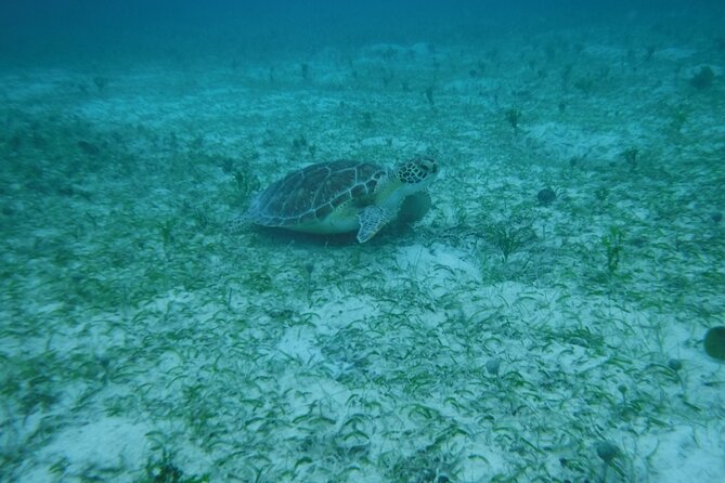 Full Day Charter from Fajardo to Culebra - A practical lunch, rum, beer, and snacks