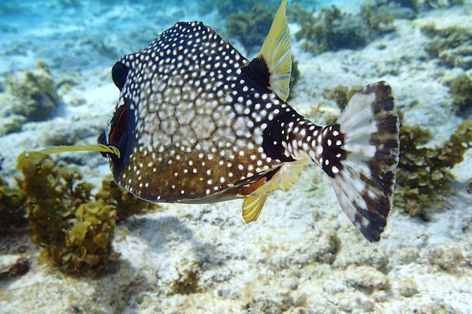 Full-Day Sailing and Snorkeling Excursion to Les Saintes - Snorkeling, swimming, and the shipwreck stop