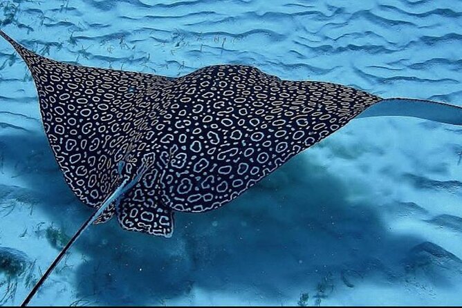 Full-Day Snorkeling Tour to Culebra Island with Lunch - Snorkeling with guides in the water