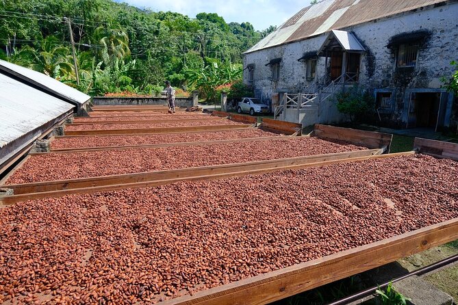 Full-Day Tour: Concord Waterfall, Chocolate Factory, Rum Distillery, Grand Etang - Concord Falls: a short stop with a real swim