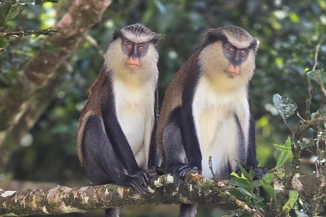 Full-Day Tour: Concord Waterfall, Chocolate Factory, Rum Distillery, Grand Etang - Is $115 good value?