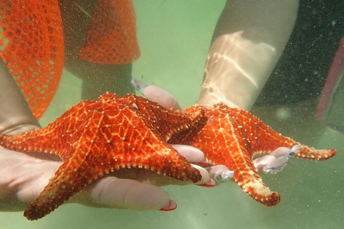 Get Anchored - Why Stingray City is the main event