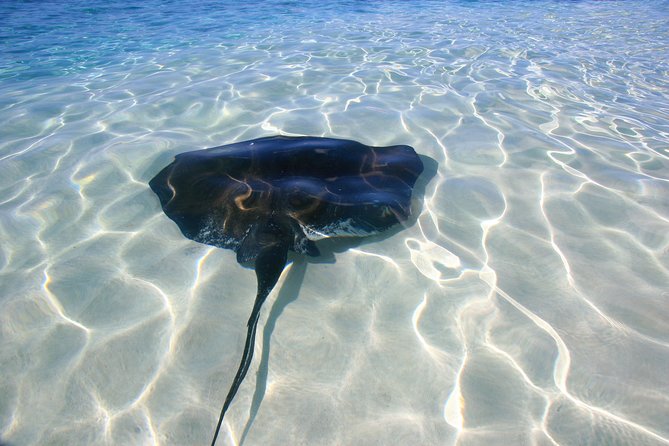 Gibbs Cay Stingray and Conch Dive Adventure - Snorkeling, fish, and the open water
