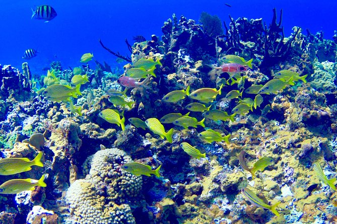 Glass Bottom Boat Ride/Snorkeling/Booby Cay Island from Negril - The boat ride along Negril’s blue coast
