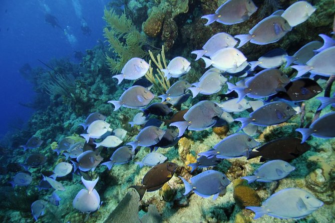 Grand Turk - Amazing Wall Snorkeling Tour - What the Grand Turk Wall snorkeling trip is really about