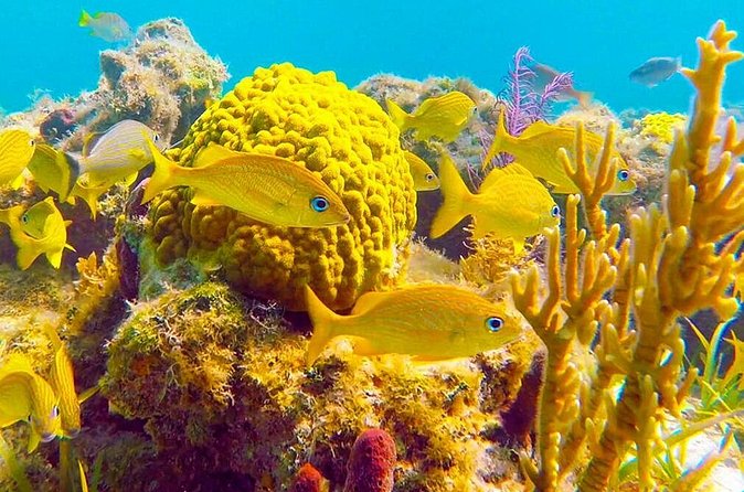 Grand Turk - Amazing Wall Snorkeling Tour - When the ocean changes the itinerary
