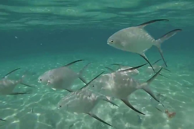 Grand Turk - Amazing Wall Snorkeling Tour - The crew makes a noticeable difference