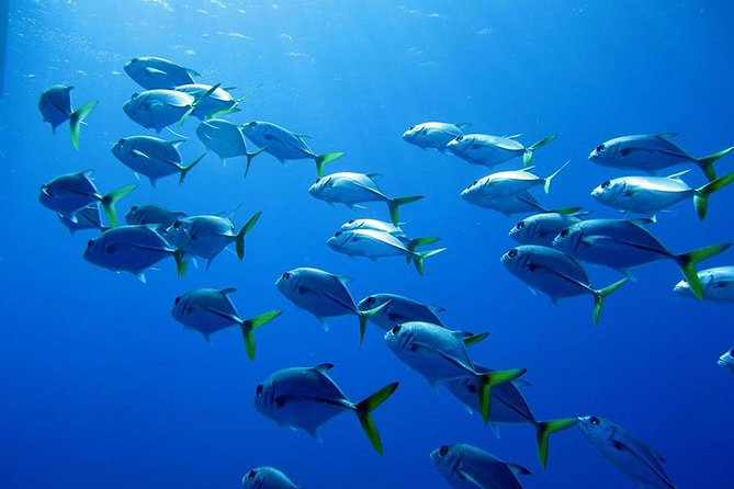 Grand Turk - Amazing Wall Snorkeling Tour - Is $103 a fair price?