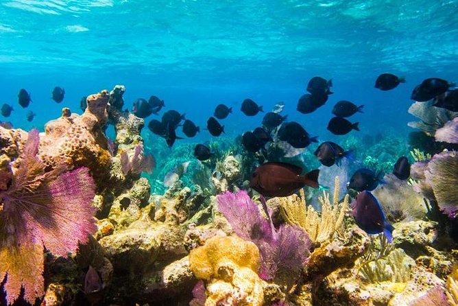 Grand Turk - Amazing Wall Snorkeling Tour - Meeting near the cruise port