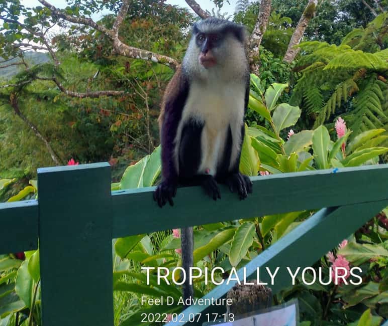 Grenada: Culture and Nature Island Tour with Chocolate & Rum - Key points at a glance