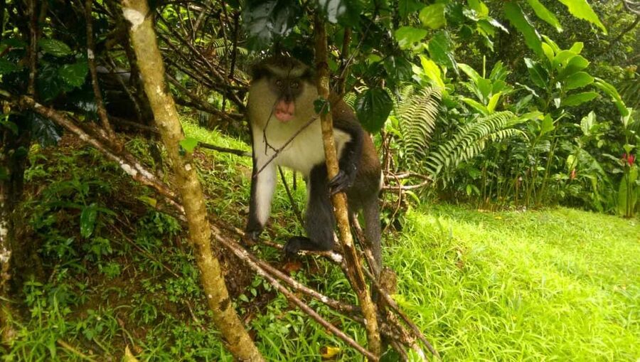 Grenada: Half-Day Island Tour with Waterfall Swim Stop - Why this five-hour Grenada tour works