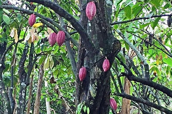 Grenada Spice Gardens, Rum & Chocolate Tour (Full/Half Day) - The guides can make or break the day