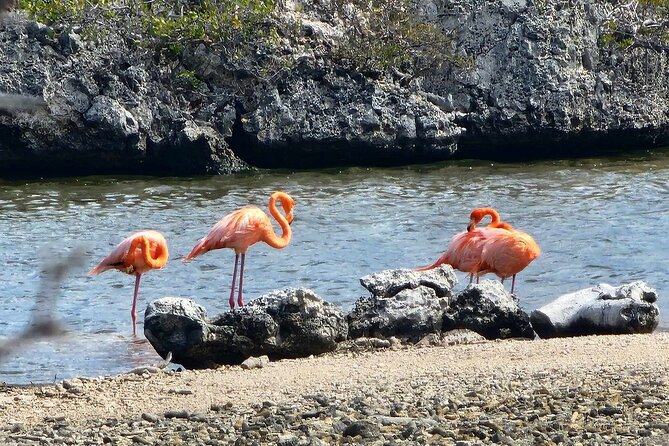 Guided Bonaire North and South Tour - Key points at a glance