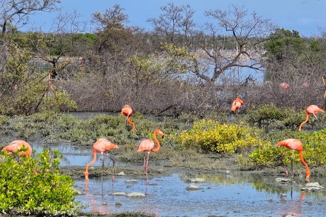 Guided Bonaire North and South Tour - Why this three-hour route works