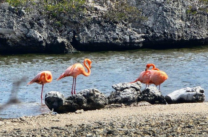 Guided Bonaire North and South Tour - Bachelor’s Beach and the southern turn