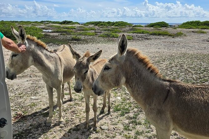 Guided Bonaire North and South Tour - Salt Pier and Bonaire’s working coast