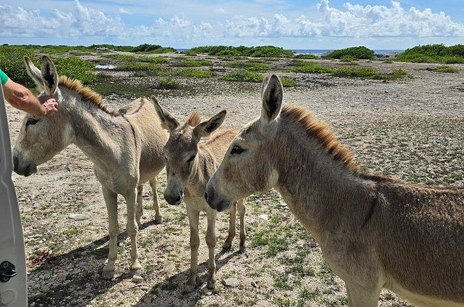 Guided Bonaire North and South Tour - White Pan slave huts and a difficult past