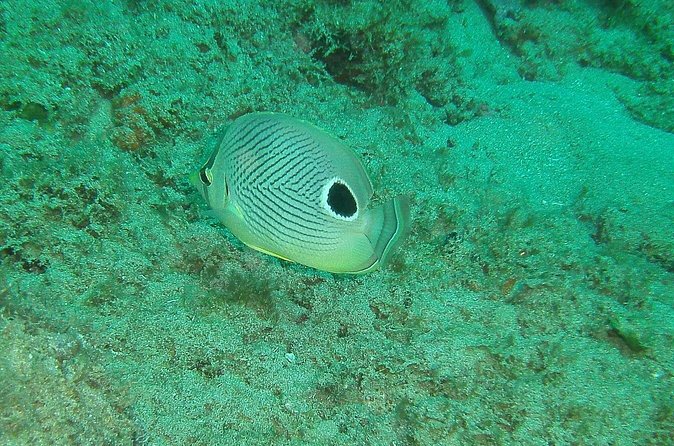 Guided Coral Reef Snorkeling Tour - The guides make the biggest difference