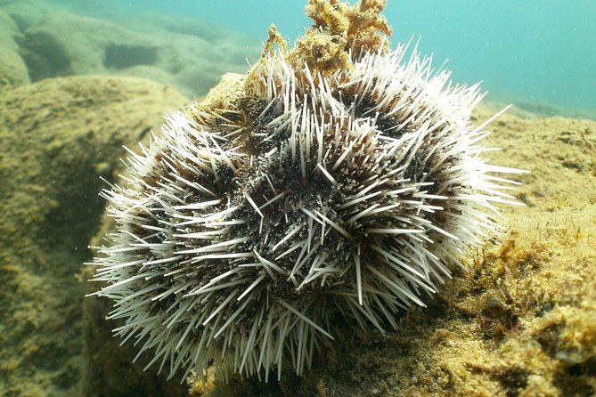 Guided Coral Reef Snorkeling Tour - Timing, weather, and communication