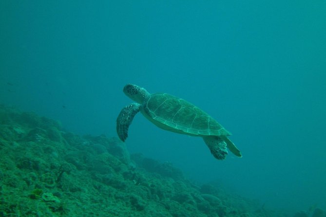 Guided Coral Reef Snorkeling Tour - What happens during the two-hour outing