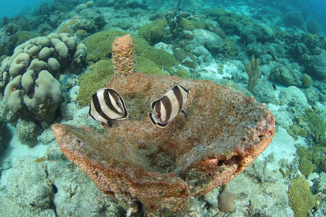 Guided Shore Dive for Certified Divers with Scubaçao (1 tank) - Meeting the guides in Willemstad