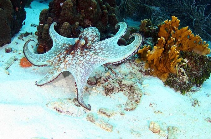 Guided Shore Dive for Certified Divers with Scubaçao (1 tank) - Who will get the most from this Curaçao scuba outing