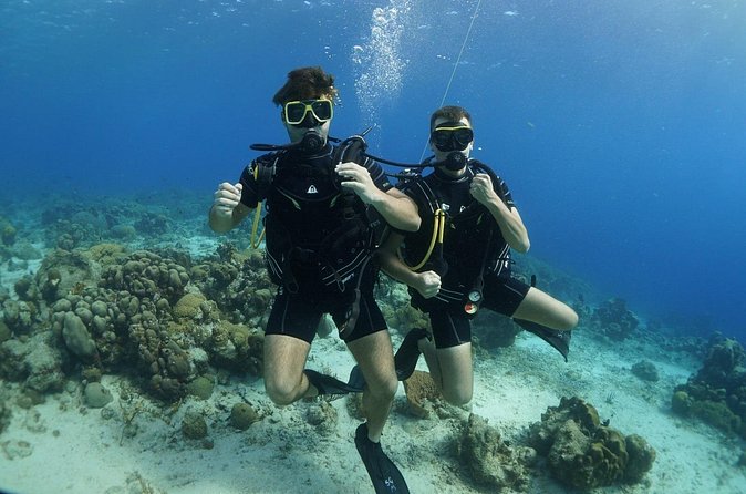 Guided Shore Dive for Certified Divers with Scubaçao (2 tank) - What you might see beneath the surface