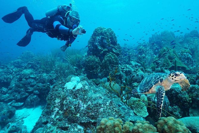Guided shore dive on one of our house reefs for Certified Divers. - Choosing between Rif St. Marie and Coral’s Habitat