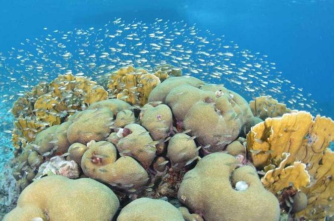 Guided shore dive on one of our house reefs for Certified Divers. - What you may see on the reef