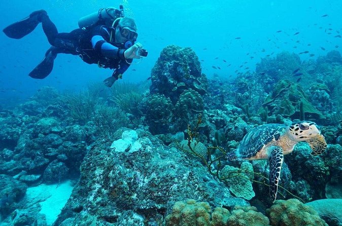 Guided shore dive on one of our house reefs for Certified Divers. - The guides are a major part of the experience