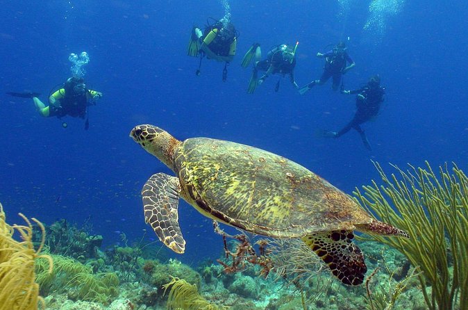 Guided shore dive on one of our house reefs for Certified Divers. - Who should book this shore session?
