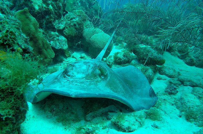 Guided shore dive on one of our house reefs for Certified Divers. - Practical details at Oasis Coral Estate Beach
