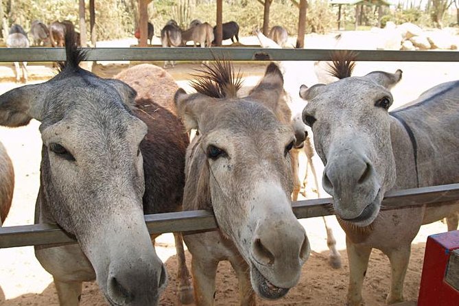 Half-Day Aruba Animal Sanctuary Guided Tour - Key points to know before booking