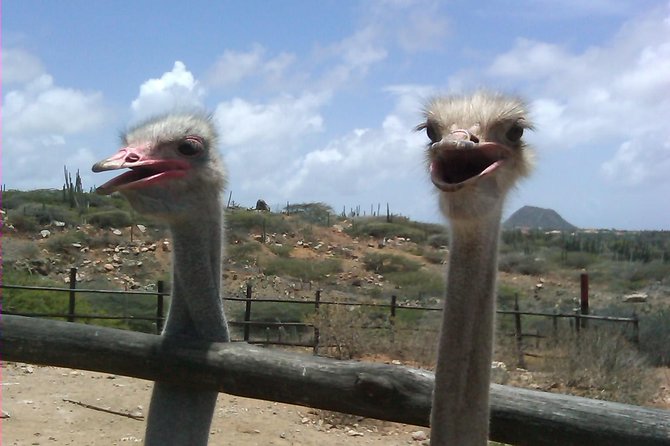 Half-Day Aruba Animal Sanctuary Guided Tour - Three animal stops beyond Aruba’s beaches