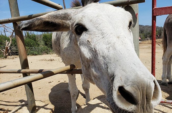 Half-Day Aruba Animal Sanctuary Guided Tour - Philip’s Animal Garden: the largest variety in one place