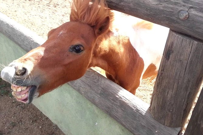 Half-Day Aruba Animal Sanctuary Guided Tour - What to bring for a comfortable day