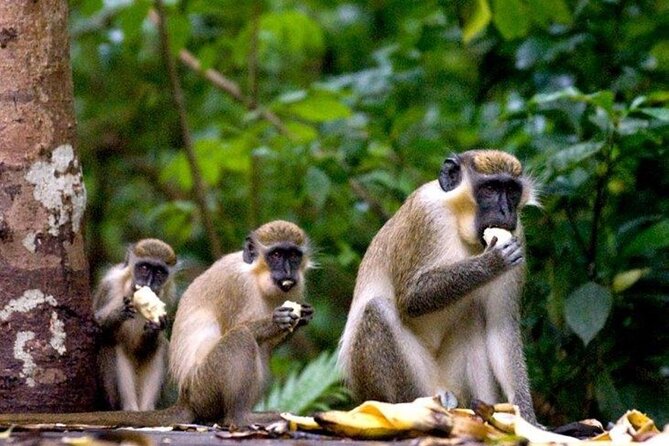 Half-Day Barbados Caves and Critters Tour with Pick Up - Key points to know before booking