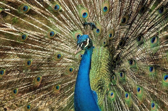 Half-Day Barbados Caves and Critters Tour with Pick Up - The drive through Barbados with a local guide