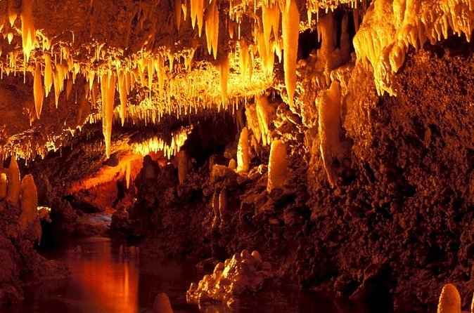 Half-Day Barbados Caves and Critters Tour with Pick Up - What the five-hour format really gives you