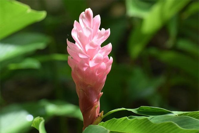 Half-Day Barbados Tour Harrisons Cave Hunte's Garden and Bathsheba - Three Barbados scenes in one half-day