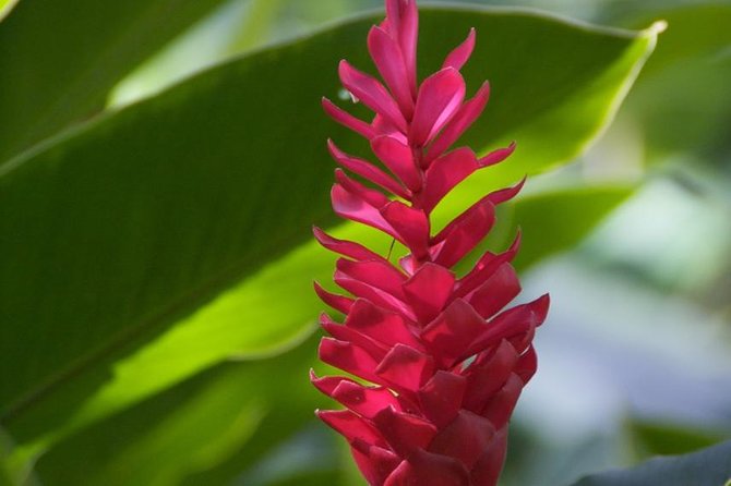 Half-Day El Yunque National Forest Tour from San Juan - The nature walk, and what it is not