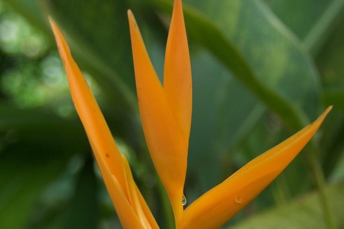 Half-Day El Yunque National Forest Tour from San Juan - Guides make the difference
